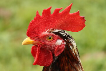 Rooster closeup