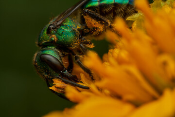 metallic green bee on yellow flower