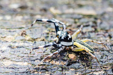 Spider crawling on tree bark: eight-legged predator in natural habitat