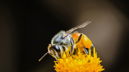 Bee collecting pollen on yellow flower with dark blurred background