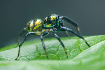 Metallic green jumping spider walking on a leaf