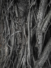 Close‑up of tangled tree roots on stone