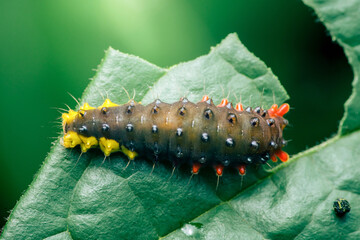 Saddleback caterpillar crawling on green leaf in nature