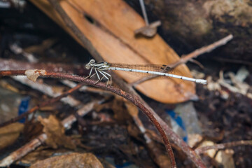 White damselfly resting on branch in natural habitat