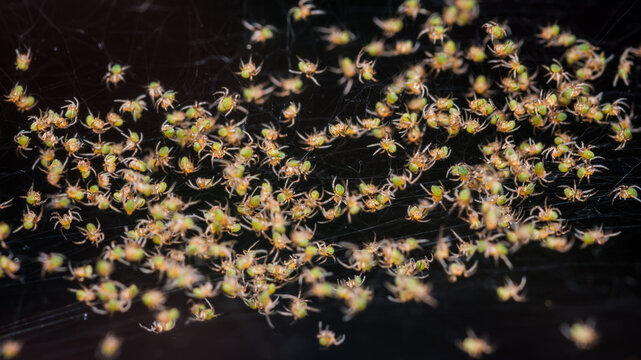 Baby yellow garden spiders clustering together on web