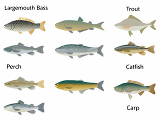 collection of fish