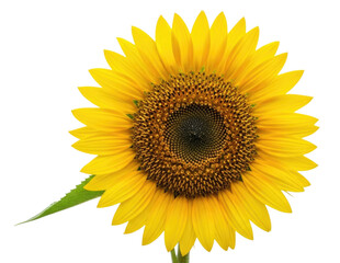 Obraz premium Bright yellow sunflower with green leaves on a transparent background, cutout PNG