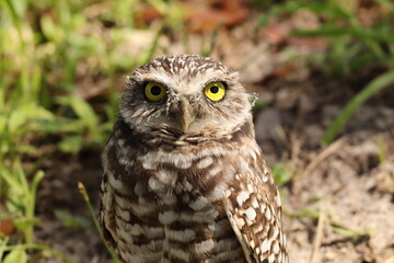 Burrowing Owl