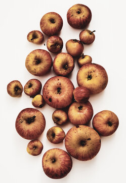 Pommes rouges  pommes reinettes pommes anciennes  sans pesticides fruits bio