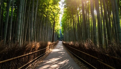 Sunlit bamboo forest path