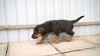 Small German shepherd puppy walking near white wall