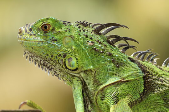 Iguana on Fence