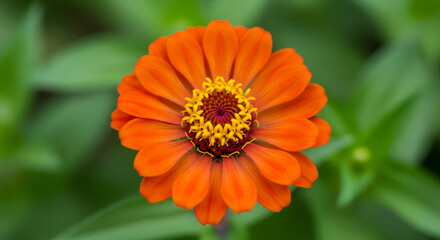 Elevated Zinnia: A Celebration of Radiant Blooms