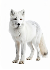 Obraz premium A full-body shot of a white arctic fox standing against a plain white background, looking alert and to the left.