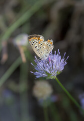 Close-up of a butterfly on a purple flower