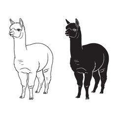 The Alpaca Form Presentation - Herbivore Diet - Delicate Appearance - Alpaca silhouette - Alpaca lineart - Alpaca vector - vector set of Alpaca

