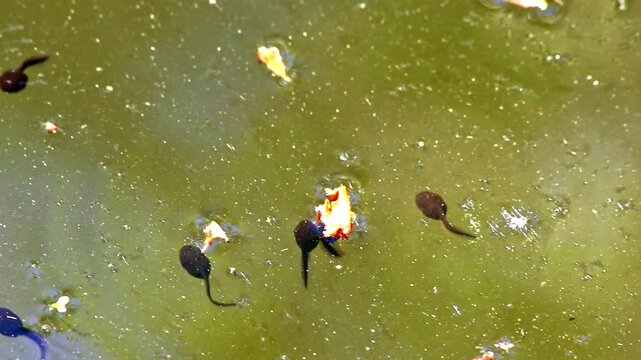 Many little pollywogs and a lot of tadpoles swimming in garden pond lakeshore in summer to grow to common frogs as amphibian larva with long tail eating algae and water fleas in clear water