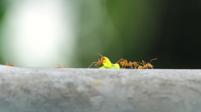 HD Video. Close up view of Red ants walk on fence. It was carrying a yellow flower back to its nest.