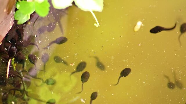 Many little pollywogs and a lot of tadpoles swimming in garden pond lakeshore in summer to grow to common frogs as amphibian larva with long tail eating algae and water fleas in clear water