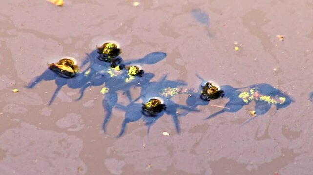 Many little pollywogs and a lot of tadpoles swimming in garden pond lakeshore in summer to grow to common frogs as amphibian larva with long tail eating algae and water fleas in clear water