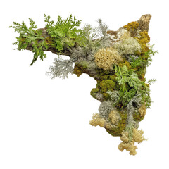 Botanical Texture of Forest Moss and Lichen frame png