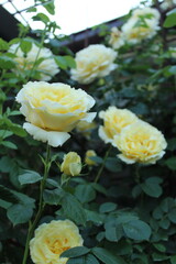 white rose in garden