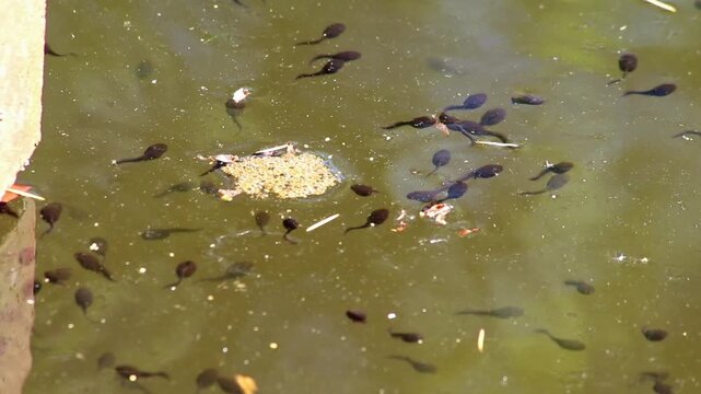 Many little pollywogs and a lot of tadpoles swimming in garden pond lakeshore in summer to grow to common frogs as amphibian larva with long tail eating algae and water fleas in clear water