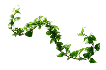Close-up of a winding,  green vine plant.  Small,  oval leaves densely cover the stems.  Isolated on black background