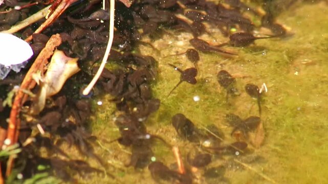 Many little pollywogs and a lot of tadpoles swimming in garden pond lakeshore in summer to grow to common frogs as amphibian larva with long tail eating algae and water fleas in clear water