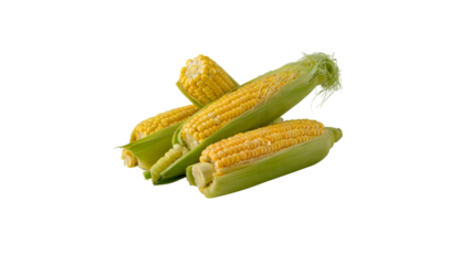 A close up of three ears of corn with green husks on a black background