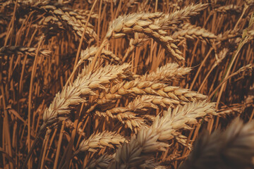 Golden wheat ears in a dense field captured in warm sunlight. Close-up detail of ripe cereal plants...
