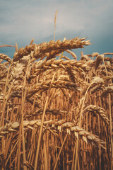 Close-up of golden wheat ears swaying in the field under a moody sky. Agricultural landscape...
