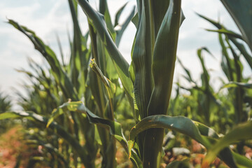 View between rows of green corn plants growing in a field under a sunny sky. Vibrant agricultural...