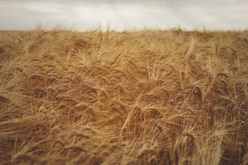 Close-up of golden barley heads swaying in the field. Detailed texture of long awns and ripe grain...