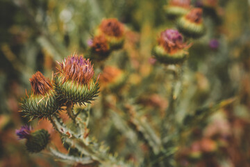 Blooming wild thistles with purple and orange hues in a natural field. Spiky flowers create a...