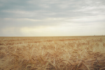 Golden barley field under a dramatic cloudy sky at sunset. Long awns sway gently in the wind,...
