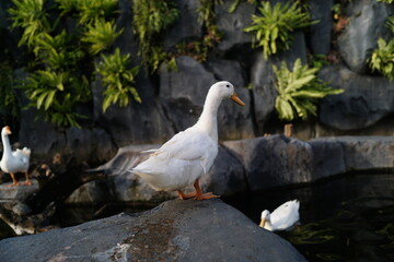 White Bird Perched On Stone Near Water With Plants