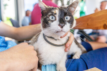 Close-up of the face of a california cat with expressive, huge, bright blue eyes, sitting on a human's lap