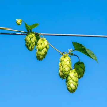 Fresh hop cones on vine against a clear sky