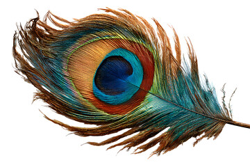 A peacock feather isolated on white background PNG