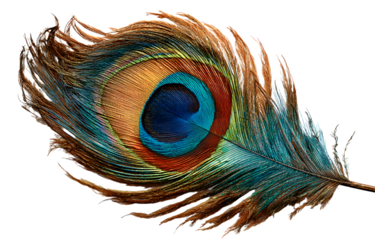 A peacock feather isolated on white background PNG
