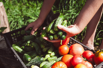 Woman farmer hands putting freshly picked cucumbers and tomatoes crop in a box in the summer garden on sunny day. Horizontal background. Organic farm, vegetables harvest concept