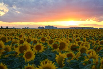 Fototapeta premium A wide sunflower field against the backdrop of city buildings and a picturesque sunset. Beautiful contrast between nature and urban landscape. Summer atmosphere, warmth, harvest, and sunlight.