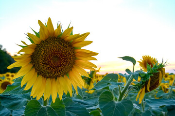 Close-up of a bright sunflower against a soft evening sky. Summer mood, warm light, beauty of...