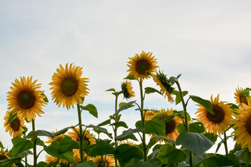 A field of vibrant sunflowers under a bright sky. Yellow blooms reach towards the sun, creating a...
