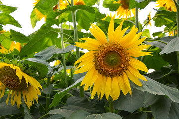 Close-up of a sunflower with vibrant yellow petals and green leaves, captured in a field.