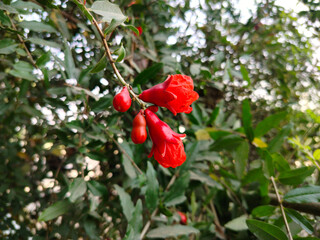 Close up shoot of pomegranate flower hanging on tree.