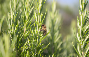 Bee with pollen on a rosemary plant

