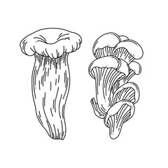 Line art vector set of oyster mushrooms on white background