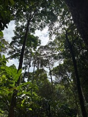 trees in the forest